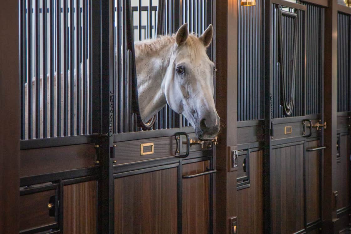 A white horse stands in a luxurious, dark wood stable of a luxury horse barn, looking out over the half-door of its stall. Warm lighting and elegant design details enhance the sophisticated atmosphere.