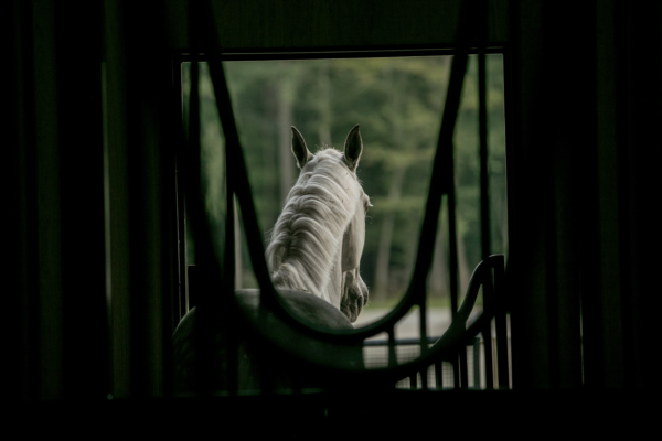 A white horse is seen from behind as it stands in a party barn doorway, gazing out toward a green, blurred forest. The scene is partially framed by dark, out-of-focus stable bars.
