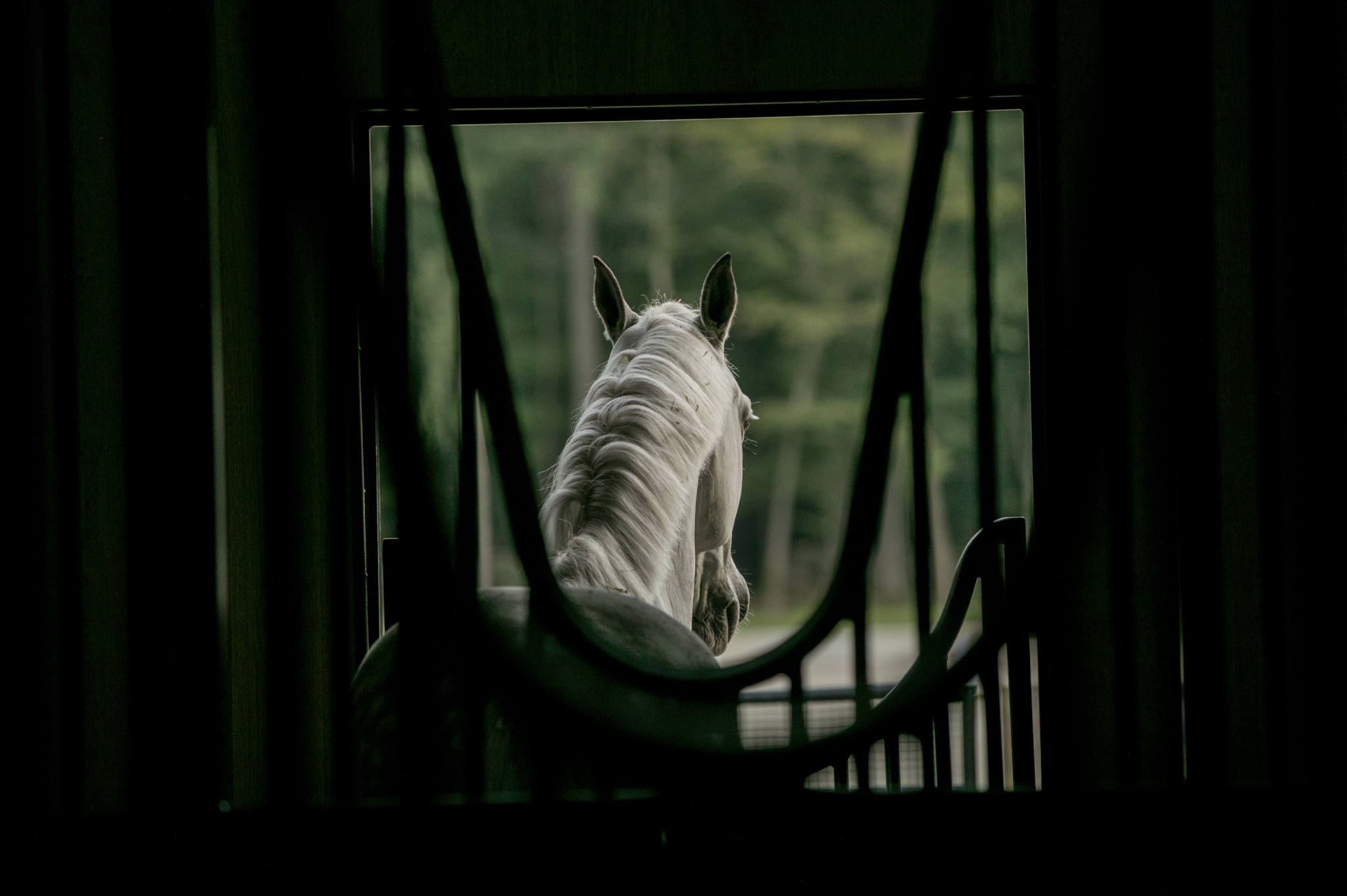 9 New Tech Innovations in the Equine World rear view of white horse head that is facing outward in a stall looking at a green tree line